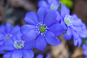 beautiful blue flower of the forest,Blue flower background grows in spring in fallen leaves, flower Hepatica nobilis