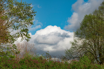 Obraz premium background . blue sky with clouds. tree branches .