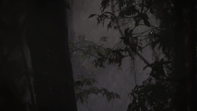 Thunderstorm in a Dark Forest