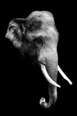 black and white elephant in black background