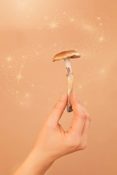 Magic mushrooms in woman hand.