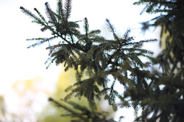 Christmas fir tree branches background.