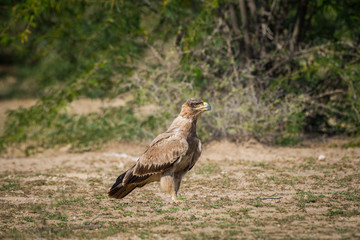 A bird of prey Tawny eagle or Aquila rapax portrait in a green background at tal chappar blackbuck sanctuary, churu, rajasthan, India	