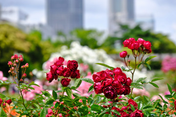 Fototapeta na wymiar rose flowers in Yokohama