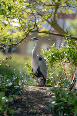 great blue heron on the grass and flowers