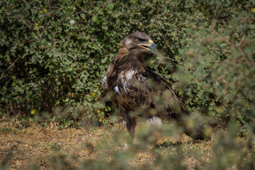 A bird of prey Tawny eagle or Aquila rapax portrait in a green background at tal chappar blackbuck sanctuary, churu, rajasthan, India	