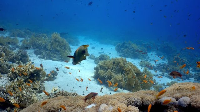 Slingjaw wrasse swimming in the beautiful coral reef. Scuba Diving Red Sea, Egypt. Epibulus insidiator