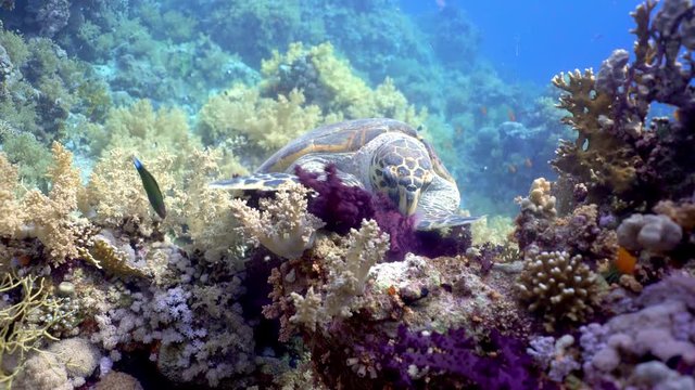Hawksbill sea turtle eating soft coral. Scuba Diving Red Sea, Egypt.