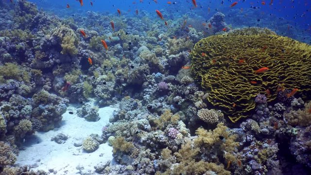 School of sea goldies swimming among the coral reef. Giant Turbinaria coral. Scuba Diving Red Sea, Egypt. anthias, Pseudanthias squamipinnis