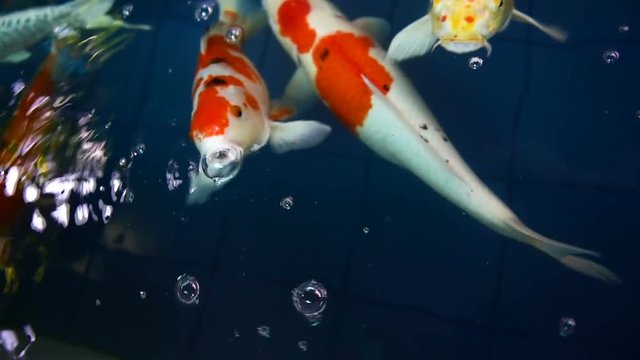 Many of Koi fishes swimming in a water garden,Colorful koi fish