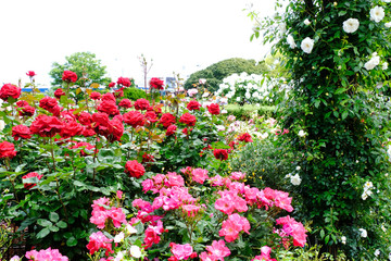 rose flowers in Yokohama