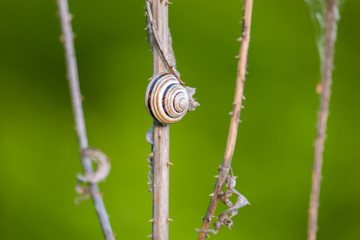 Snail on dry thistle with blurred green background 