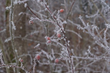 Gefrohrene Pflanzen im Park in tuttlingen