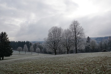 Gefrohrene Pflanzen im Park in tuttlingen
