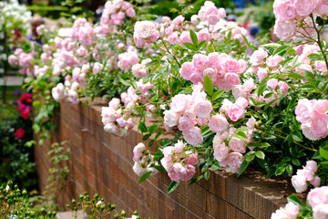 Fototapeta na wymiar rose flower garden