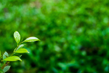 green leaves in spring