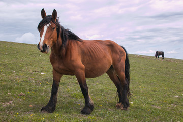 Obraz premium Ritratto di uno splendido stallone al pascolo