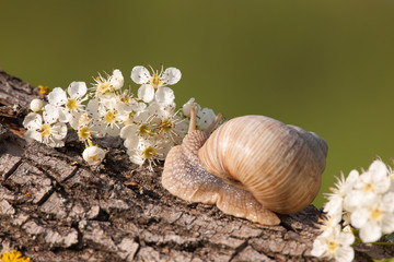 Snail Helix pomatia crawls on a fallen between white flowers