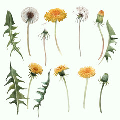 Aquarell Löwenzahn Blowball-Vektor-Illustration © Zenina-Lembrik