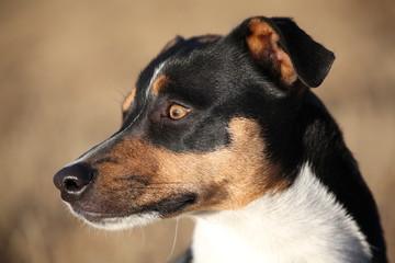 Jack Russell