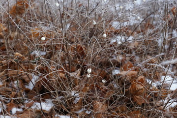 Gefrohrene Pflanzen im Schnee im Winter
