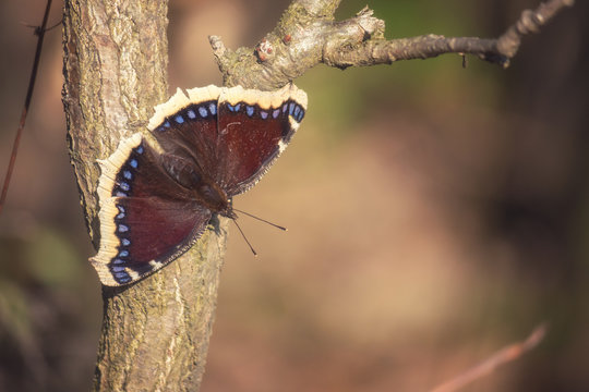 Amazing nature background with lovely butterfly Nymphalis antiopa (mourning cloak) in sunlight sitting on a tree trunk, natural wallpaper