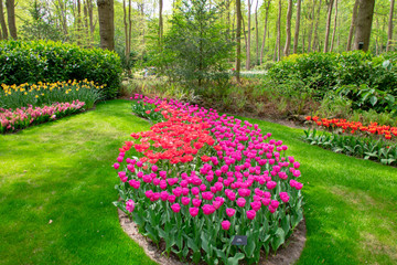 luxury landscape with tulips blossom in spring time