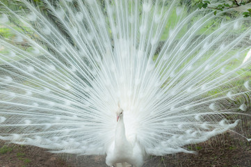 A splendid white peacock with its fan luxurious tail