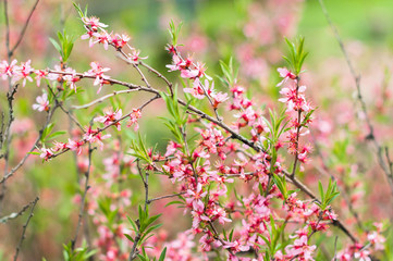 An almond tree flowers blooms in the garden