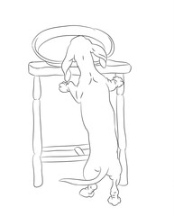 vector illustration of a dachshund that steals food from the table
