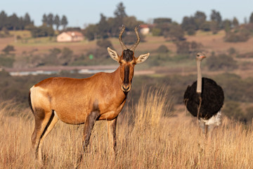 Urban wildlife with a red hartebeest and ostrich.