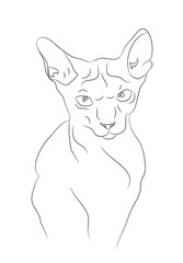 cat portrait, lines, vector,