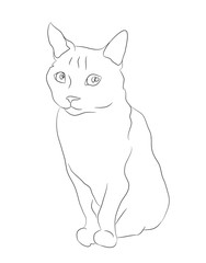 vector illustration cat sitting, drawing lines