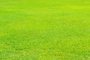 Green grass background / texture