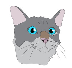 cat portrait, vector, white background