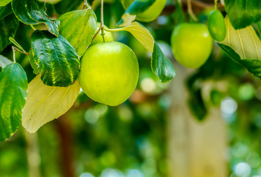 Close up of Monkey apple fruits or Jujube fruits on its tree