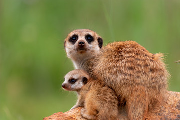 Mother and baby meerkat suricata suricatta