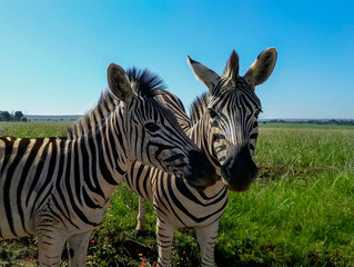 Fototapeta na wymiar Two friendly zebra