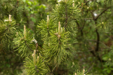 Conifer tree. Pine Needles. Young spruce. An evergreen plant in the forest. Young needles on a pine tree in the sunlight.