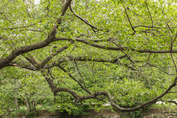 Reflection of a tree in a lake. Tree by the lake. Gnarled branches. River landscape. Park by the water. Branches hanging over the pond.