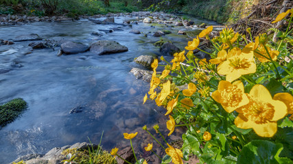 Sumpfdotterblumen am Bach