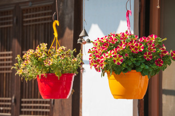 Fototapeta premium beautiful colorful bee flower in a pot