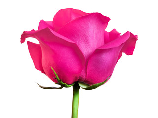 gorgeous pink purple rose on white background