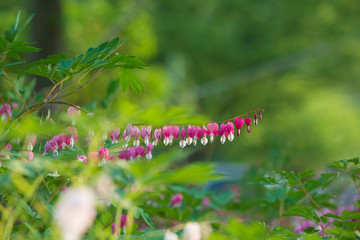 pink bell style flower focused 