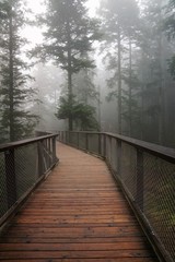 Baumwipfelpfad in bad wildbad im Schwarzwald 