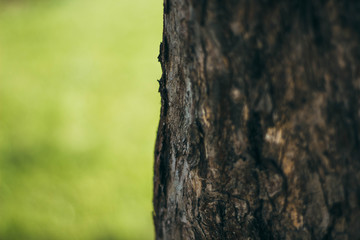 The bark of the tree on a green background. The tree on the background of grass. Tree bark close-up