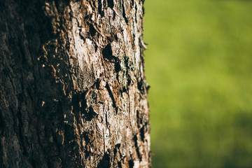 The bark of the tree on a green background. The tree on the background of grass. Tree bark close-up