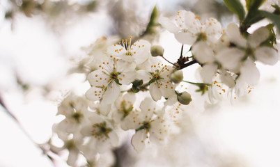Delicate white branch of a flowering Apple tree. Close up. Flowering garden trees. Cherry blossoms.