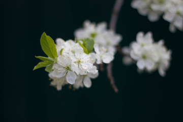 White branch of a flowering Apple tree on a dark background. Apple flowers close-up. The cherry blossoms on a black background