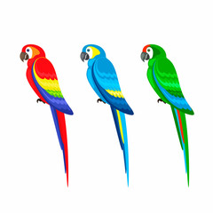 Set of colored parrots on a white background.